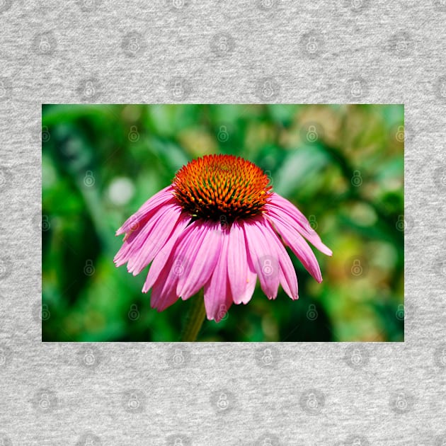 Echinacea Purpurea by jojobob